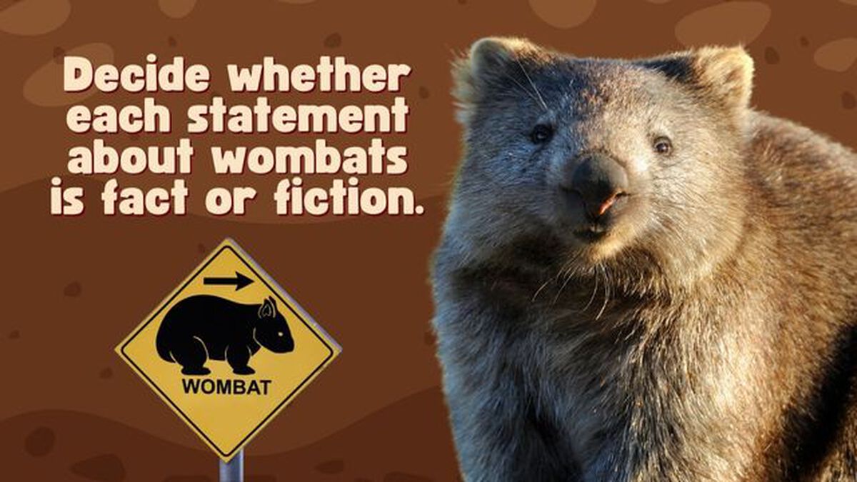 Wonderful Wombat Trivia image number null